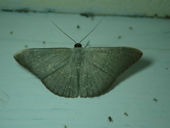 Lepidoptera