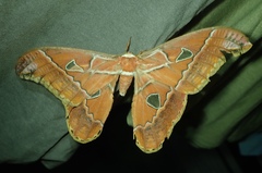 Rothschildia hesperus