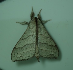 Lepidoptera