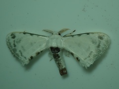 Lepidoptera