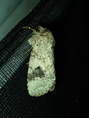 Lepidoptera
