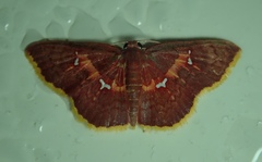 Geometridae