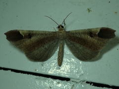 Macrosoma majormacula