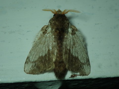 Lepidoptera