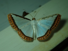 Lepidoptera