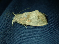 Lepidoptera