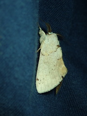 Lepidoptera