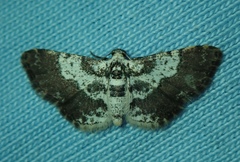 Lepidoptera