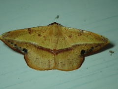 Lepidoptera