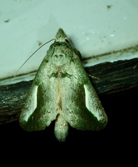Lepidoptera
