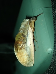 Lepidoptera