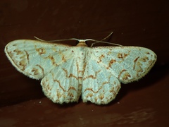 Idaea fragmentaria