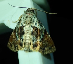 Lepidoptera