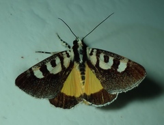 Neotuerta lycaon