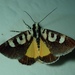 Neotuerta lycaon - Photo (c) Jonathan Newman, some rights reserved (CC BY-NC), uploaded by Jonathan Newman