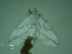 Lepidoptera