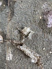 Hierophis viridiflavus