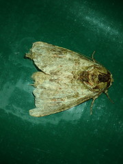 Lepidoptera