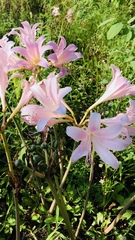 Lycoris squamigera