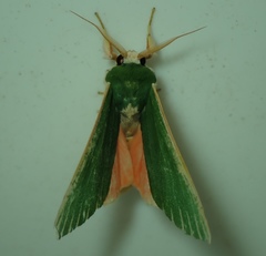Lepidoptera