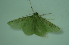 Geometridae