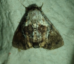 Lepidoptera