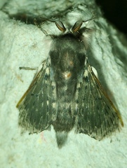 Lepidoptera