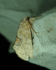 Lepidoptera