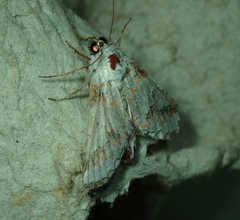 Lepidoptera