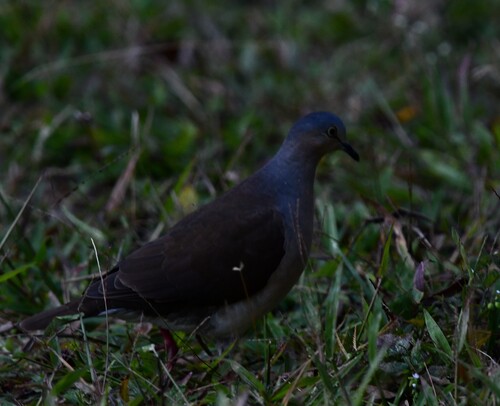 Grey-headed Dove (Leptotila plumbeiceps), photo 8