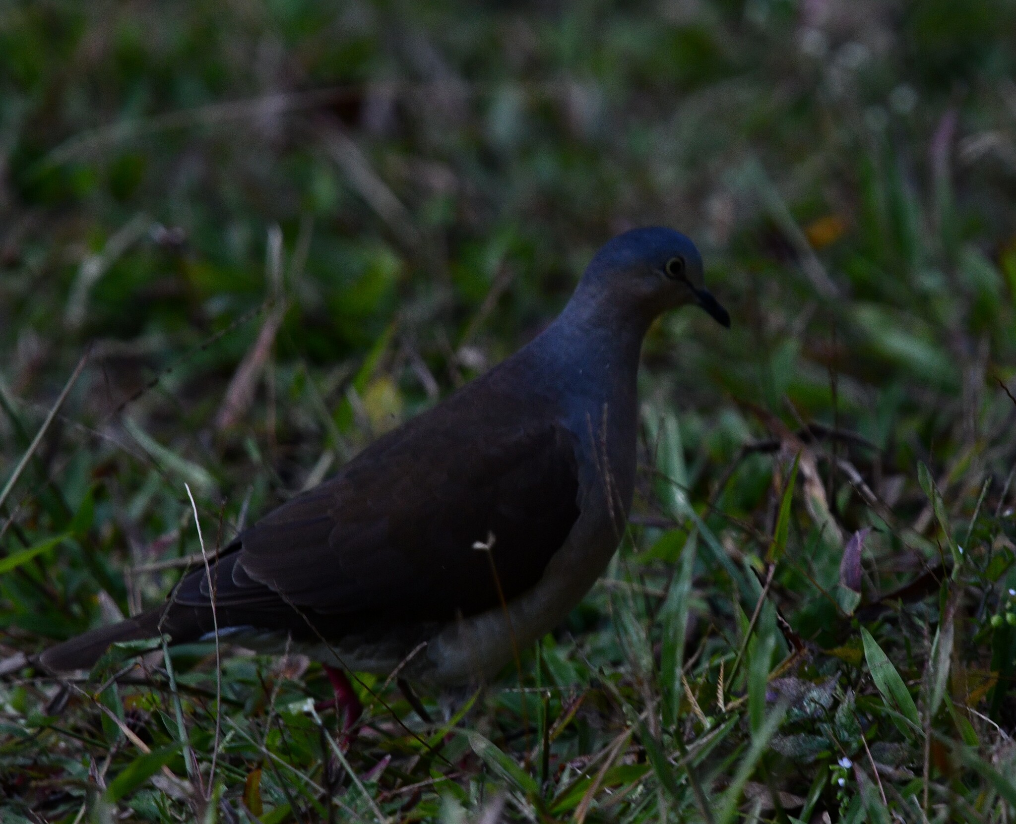 Grey-headed Dove (Leptotila plumbeiceps), photo 8