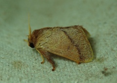 Lepidoptera