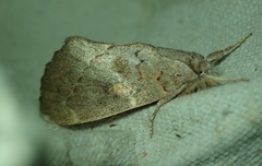 Lepidoptera