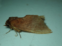 Lepidoptera