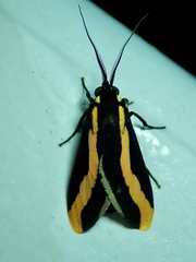 Euplesia sphingidea