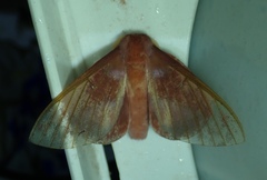 Othorene purpurascens