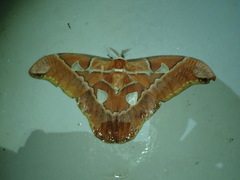 Rothschildia hesperus
