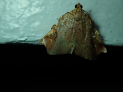 Lepidoptera