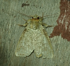 Lepidoptera