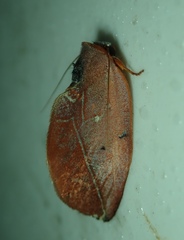 Maschane