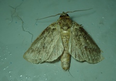 Lepidoptera