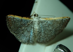 Gyostega tricristata