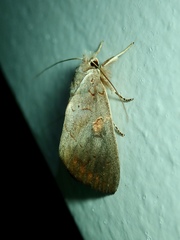 Lepidoptera