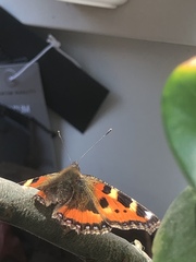 Aglais urticae