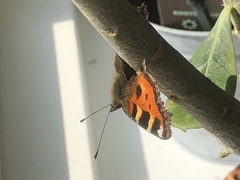 Aglais urticae