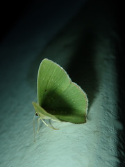 Geometridae