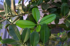 Calophyllum inophyllum