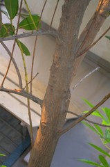 Calophyllum inophyllum