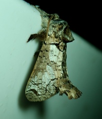 Inguromorpha polybia