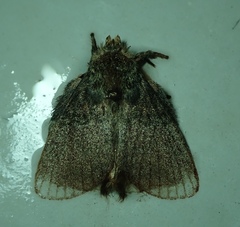 Lepidoptera